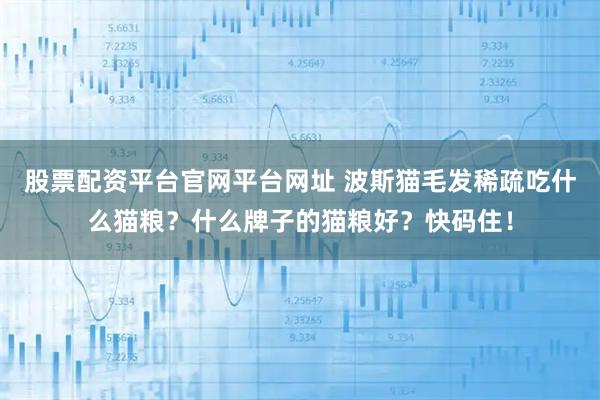股票配资平台官网平台网址 波斯猫毛发稀疏吃什么猫粮？什么牌子的猫粮好？快码住！